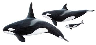 Image result for Orcinus orca