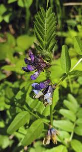 Attēlu rezultāti vaicājumam “Vicia sepium leaf”