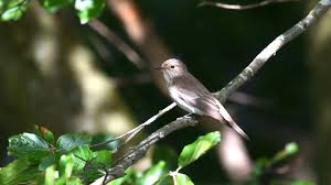 Attēlu rezultāti vaicājumam “Muscicapa striata adult”