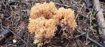 Attēlu rezultāti vaicājumam “Sparassis crispa”