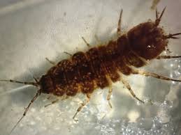 Attēlu rezultāti vaicājumam “Asellus aquaticus”