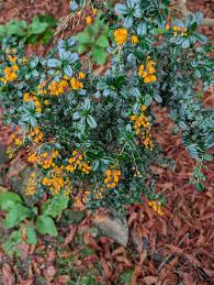 Attēlu rezultāti vaicājumam “Berberidaceae”