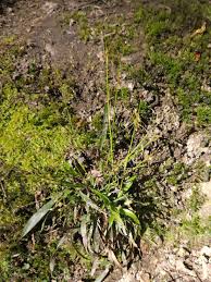 Attēlu rezultāti vaicājumam “Luzula pilosa fruit”