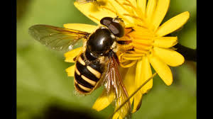 Attēlu rezultāti vaicājumam “Sericomyia silentis”