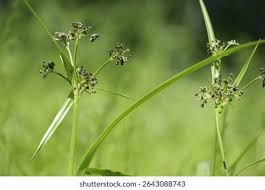Attēlu rezultāti vaicājumam “Scirpus sylvaticus flower”