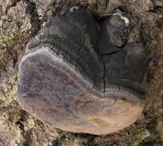 Attēlu rezultāti vaicājumam “Phellinus tremulae”