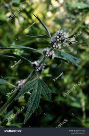 Attēlu rezultāti vaicājumam “Leonurus quinquelobatus flower”