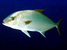 Image result for Seriola rivoliana