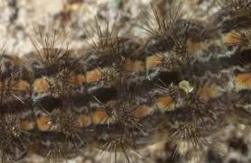 Attēlu rezultāti vaicājumam “Eilema griseola larva”