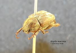 Attēlu rezultāti vaicājumam “Hoplia parvula imago”