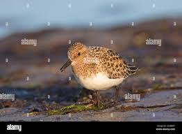 Attēlu rezultāti vaicājumam “Calidris alba adult”