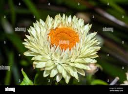 Image result for Helichrysum bracteatum