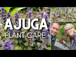 Image result for Ajuga reptans
