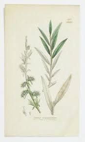 Attēlu rezultāti vaicājumam “Salix rosmarinifolia”