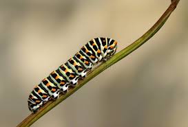 Attēlu rezultāti vaicājumam “Papilio machaon larva”