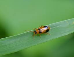 Attēlu rezultāti vaicājumam “Phyllobrotica quadrimaculata”