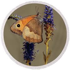 Attēlu rezultāti vaicājumam “Maniola jurtina”