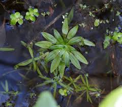 Attēlu rezultāti vaicājumam “Callitriche verna leaf”