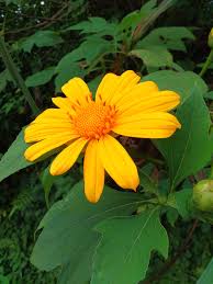 Attēlu rezultāti vaicājumam “Asteraceae”