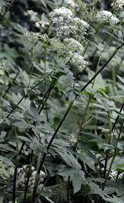 Attēlu rezultāti vaicājumam “Chaerophyllum aromaticum leaf”