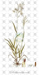 Attēlu rezultāti vaicājumam “Bromopsis inermis fruit”