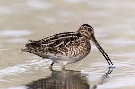 Image result for Gallinago gallinago