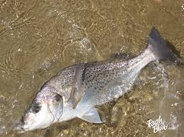 Image result for Pomadasys commersonnii