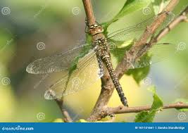 Attēlu rezultāti vaicājumam “Aeshna mixta female”