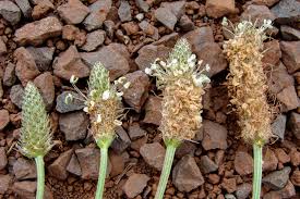 Attēlu rezultāti vaicājumam “Plantago lanceolata flower”