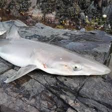 Image result for Carrick Angling Club