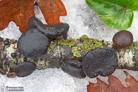 Attēlu rezultāti vaicājumam “Exidia truncata”