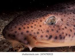 Image result for Scyliorhinus stellaris