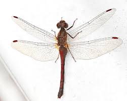 Attēlu rezultāti vaicājumam “Sympetrum”