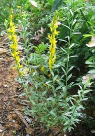 Image result for Genista tinctoria