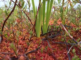 Attēlu rezultāti vaicājumam “Sphagnum rubellum”