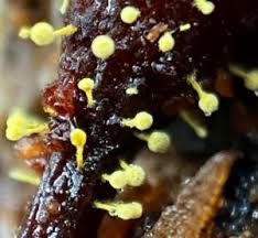 Attēlu rezultāti vaicājumam “Physarum sulphureum macro”