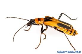 Attēlu rezultāti vaicājumam “Cantharidae”