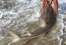 Image result for Rhynchobatus djiddensis