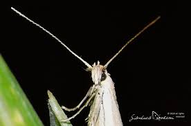 Attēlu rezultāti vaicājumam “Elachista argentella”