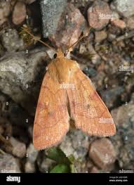 Attēlu rezultāti vaicājumam “Enargia paleacea”