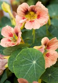 Image result for Tropaeolum minus