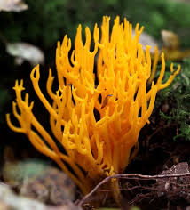 Attēlu rezultāti vaicājumam “Calocera viscosa”