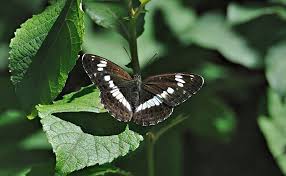 Attēlu rezultāti vaicājumam “Limenitis camilla”