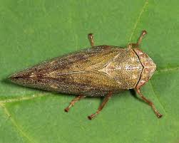 Attēlu rezultāti vaicājumam “Aphrophora salicina”