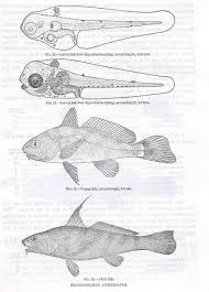 Image result for Menticirrhus americanus
