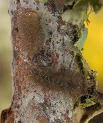 Attēlu rezultāti vaicājumam “Miltochrista miniata”