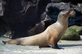 Image result for Zalophus californianus