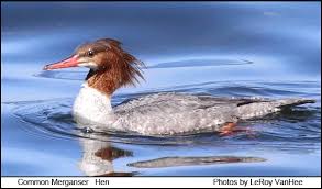 Attēlu rezultāti vaicājumam “Mergus merganser female”