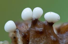 Attēlu rezultāti vaicājumam “Cribraria aurantiaca young”