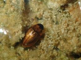 Attēlu rezultāti vaicājumam “Enochrus affinis”